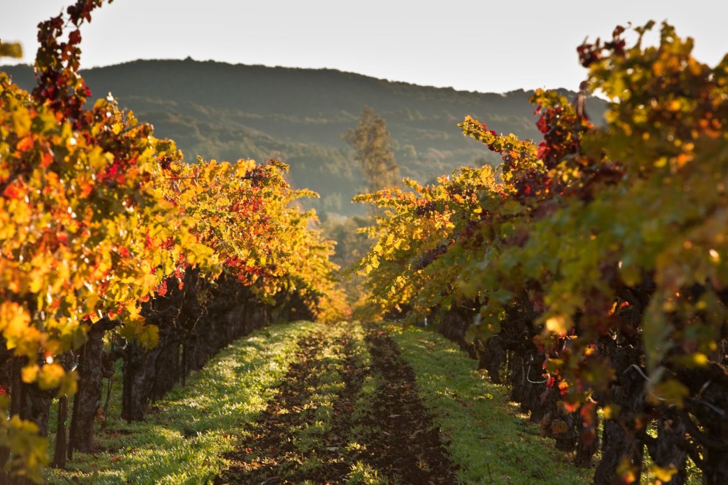 Cherryblock Vines 04